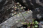 Michaux's saxifrage